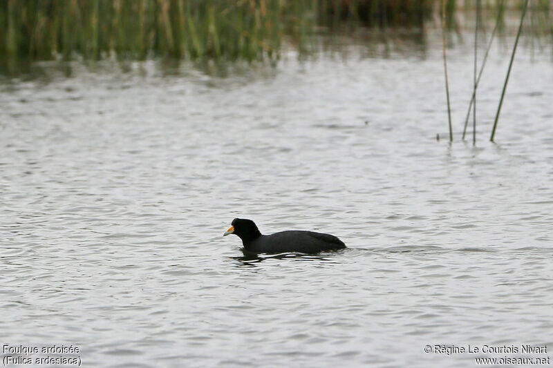 Foulque ardoisée