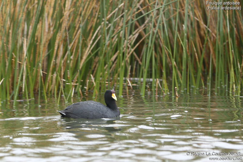 Andean Coot