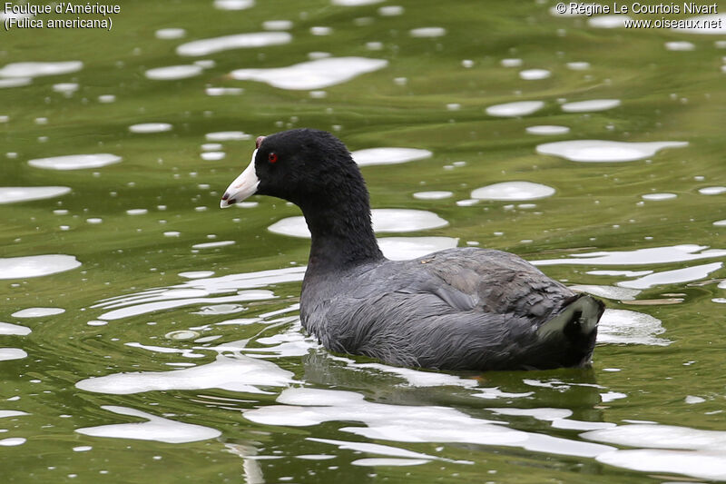 American Coot