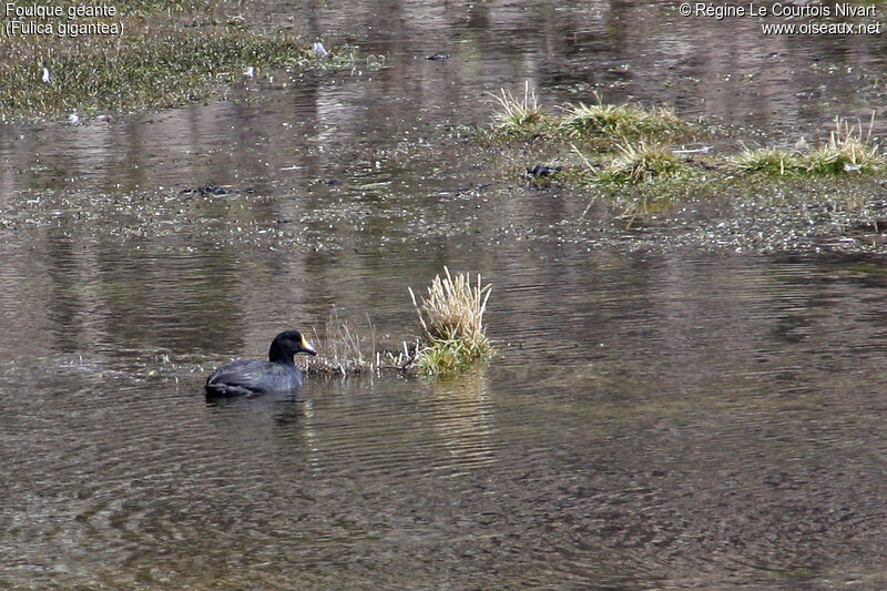 Giant Coot