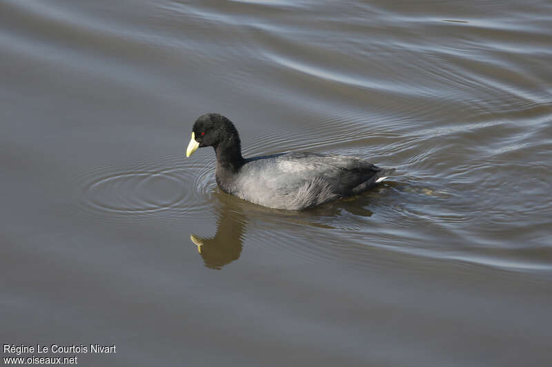 Foulque leucoptèreadulte