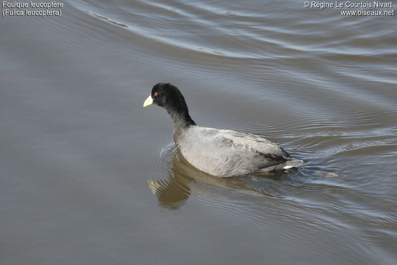 Foulque leucoptère