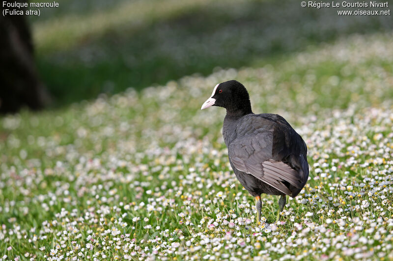 Eurasian Coot