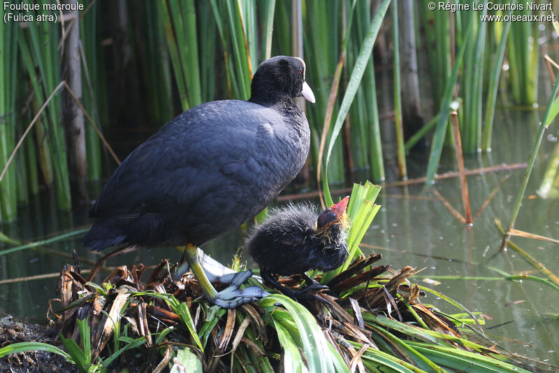 Eurasian Coot