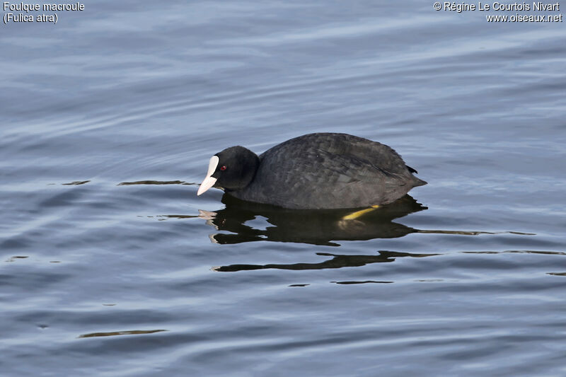 Foulque macroule