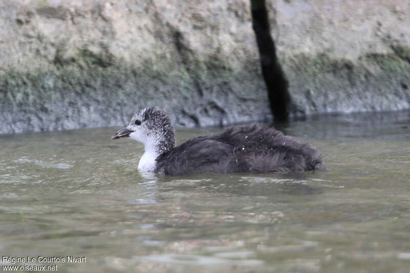 Eurasian Cootjuvenile, identification