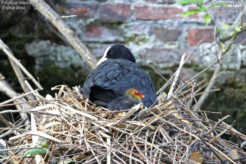 Eurasian Coot, Reproduction-nesting