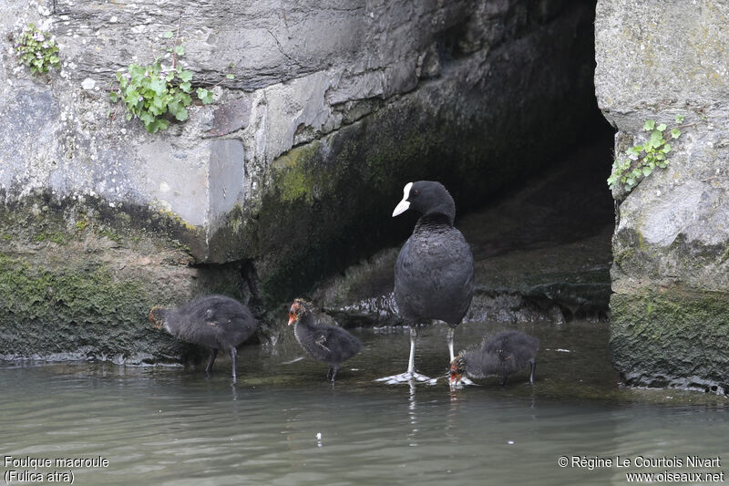 Eurasian Coot