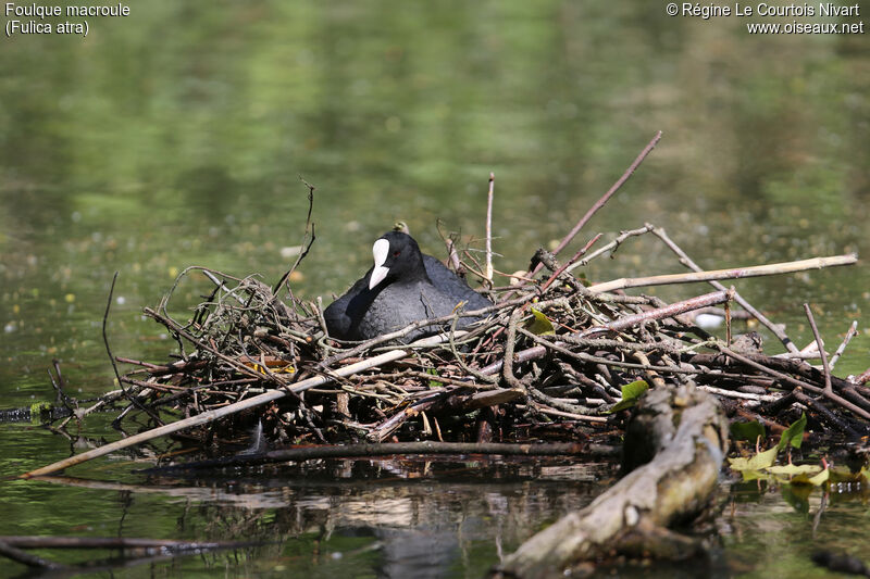 Eurasian Coot, Reproduction-nesting