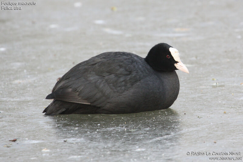 Foulque macroule, identification