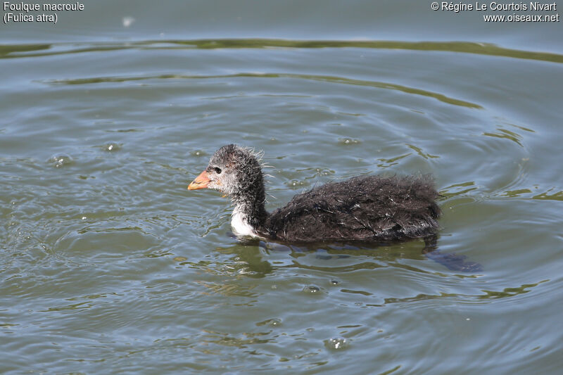 Eurasian Cootjuvenile