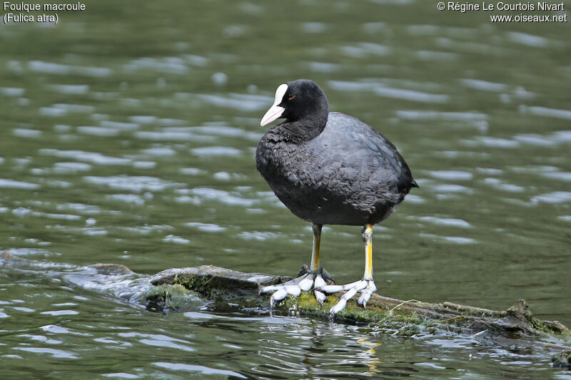 Eurasian Coot