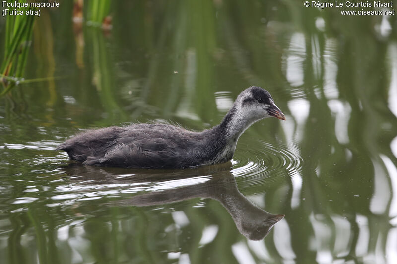 Eurasian Coot