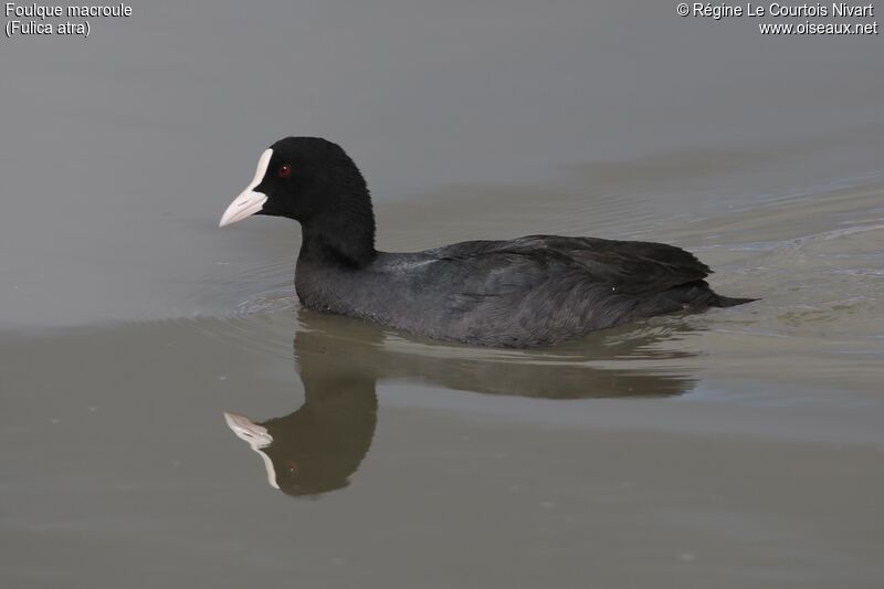 Eurasian Coot