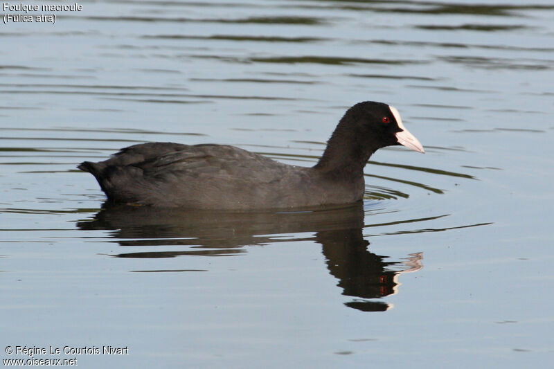 Eurasian Coot