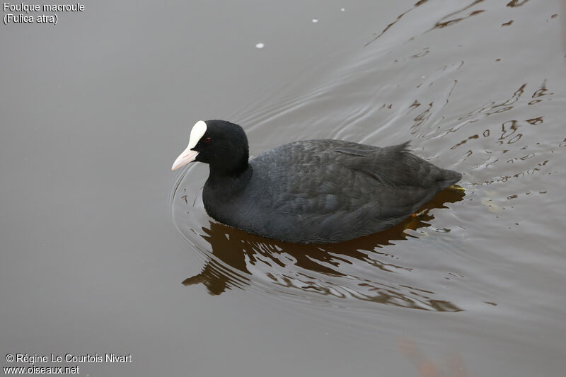 Eurasian Coot