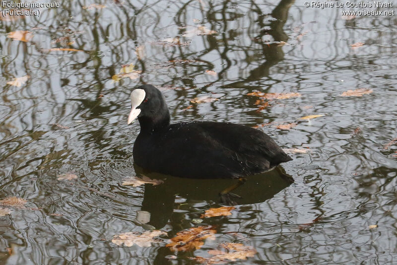 Eurasian Coot