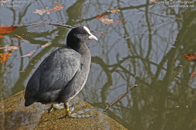 Foulque macroule