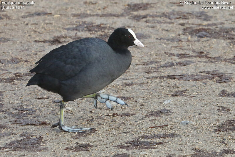 Eurasian Coot