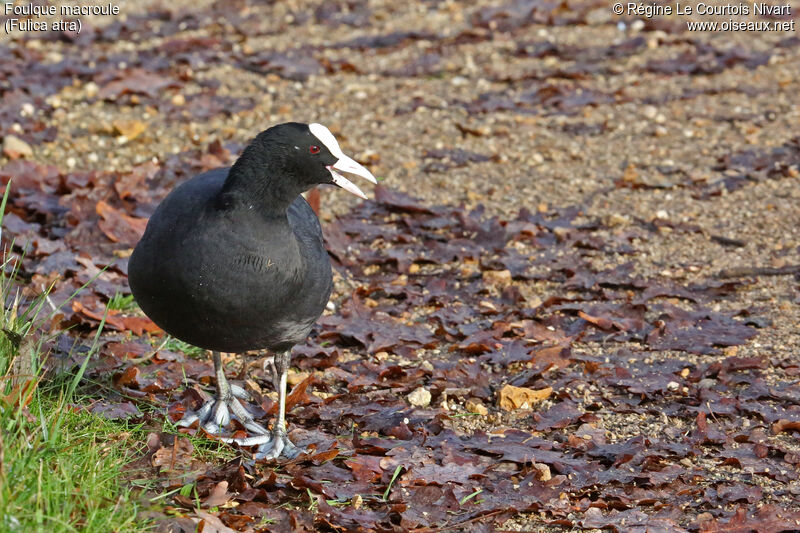 Foulque macroule