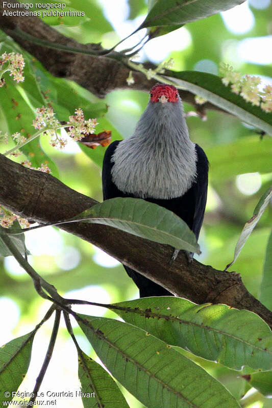 Seychelles Blue Pigeon