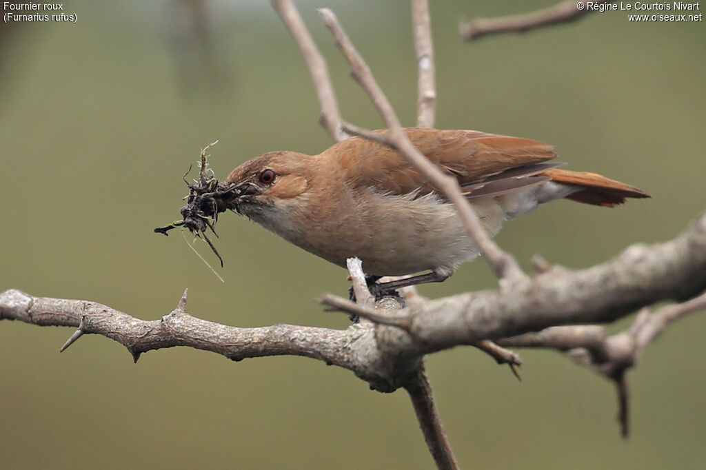 Fournier roux, Nidification