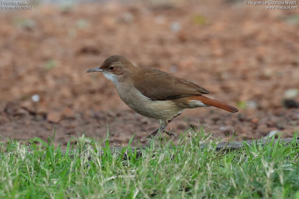 Rufous Hornero