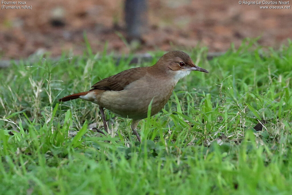 Rufous Hornero