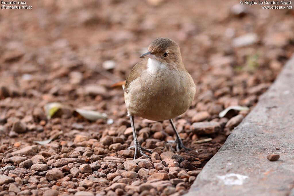 Rufous Hornero