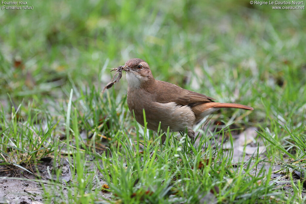 Rufous Hornero, Reproduction-nesting