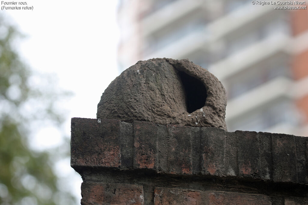 Rufous Hornero, Reproduction-nesting