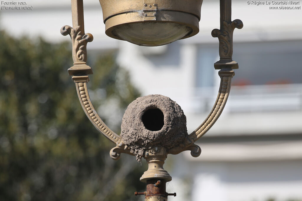 Rufous Hornero, Reproduction-nesting