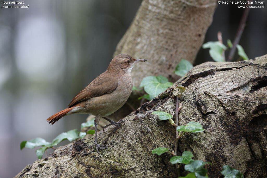 Rufous Hornero