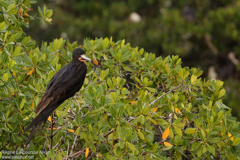 Magnificent Frigatebird