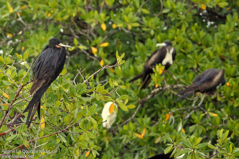 Frégate superbe mâle adulte, identification