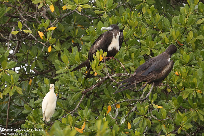 Magnificent Frigatebird female, habitat, pigmentation