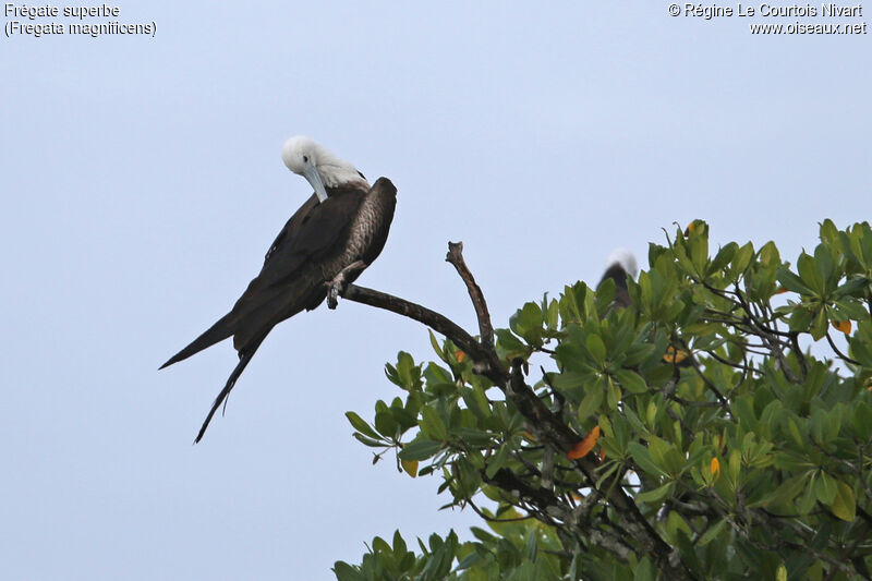 Magnificent Frigatebird