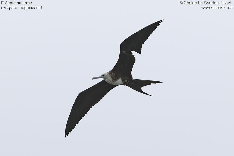 Magnificent Frigatebirdjuvenile