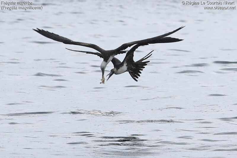 Magnificent Frigatebird