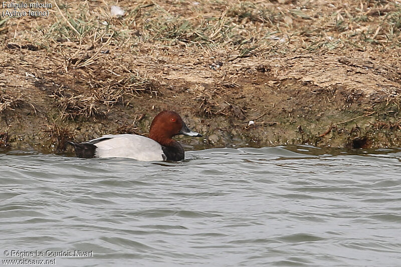 Common Pochard male adult