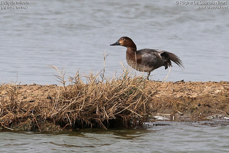 Common Pochard