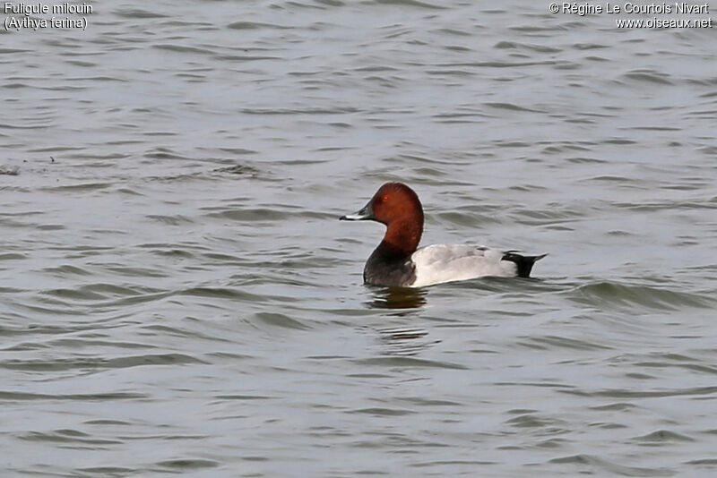 Common Pochard