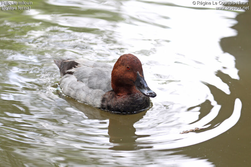 Common Pochard