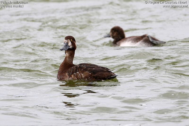 Greater Scaup female