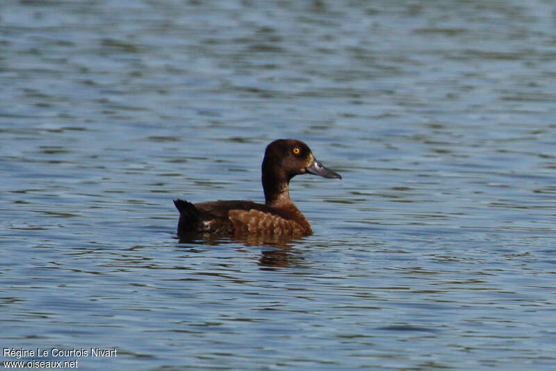 Tufted Duck female immature, pigmentation