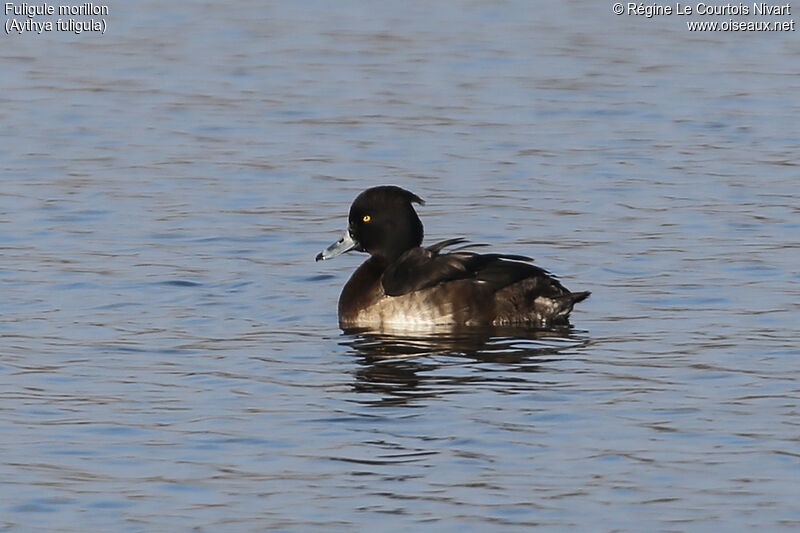 Tufted Duck