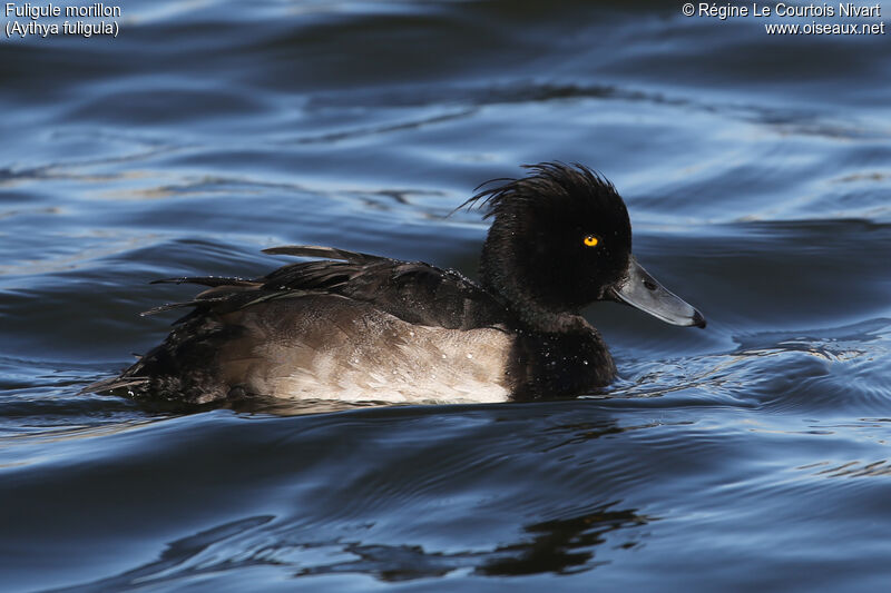 Tufted Duck