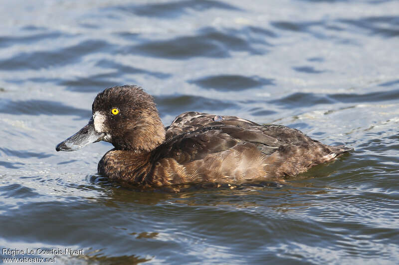 Tufted Duck female adult, pigmentation, swimming