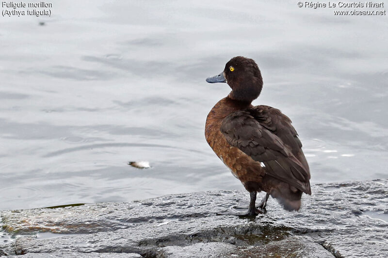 Tufted Duck female