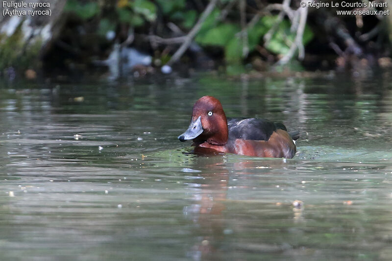 Ferruginous Duck